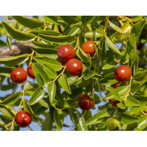 Jujuba - Čínska datľa (Ziziphus jujuba) ´SHANXI LI´ - výška 80-120 cm, kont. C4L (-20°C)